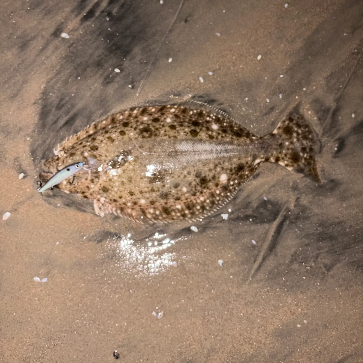 California halibut caught on Fishbrain