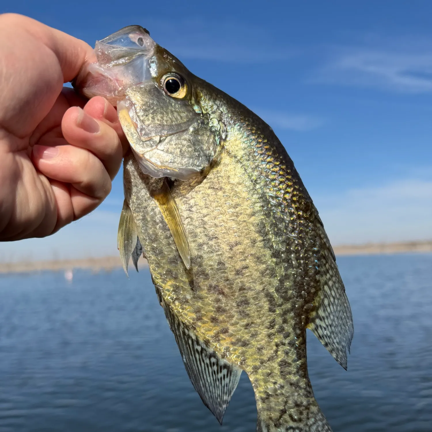 Black crappie caught on Fishbrain