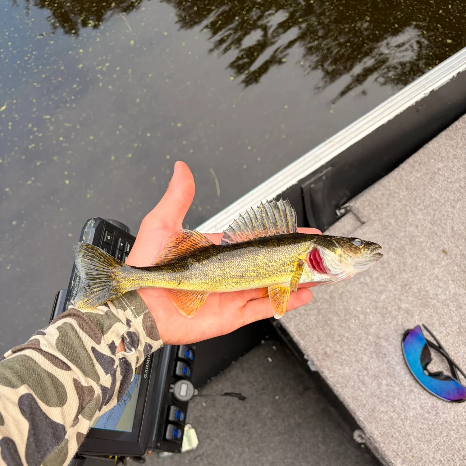 Walleye caught on Fishbrain