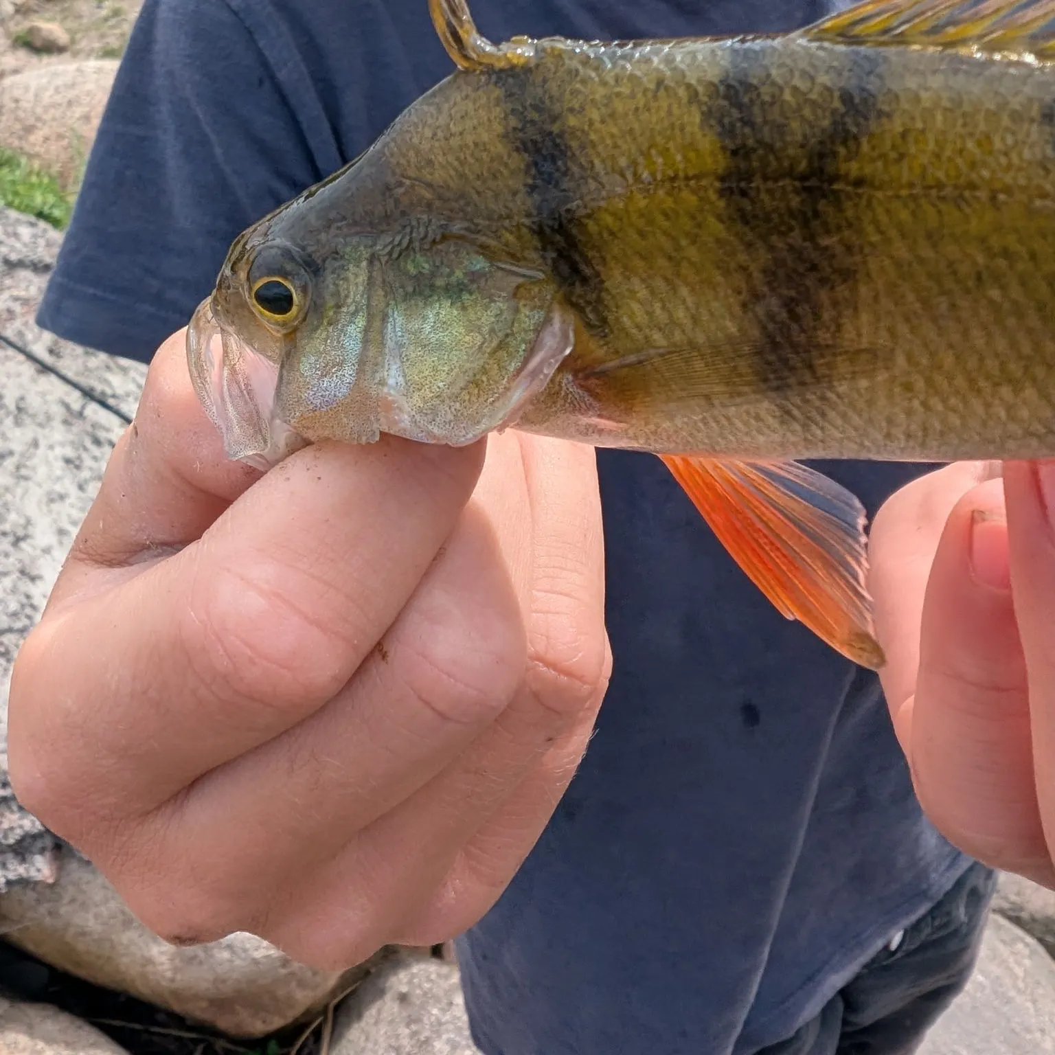 European perch caught on Fishbrain