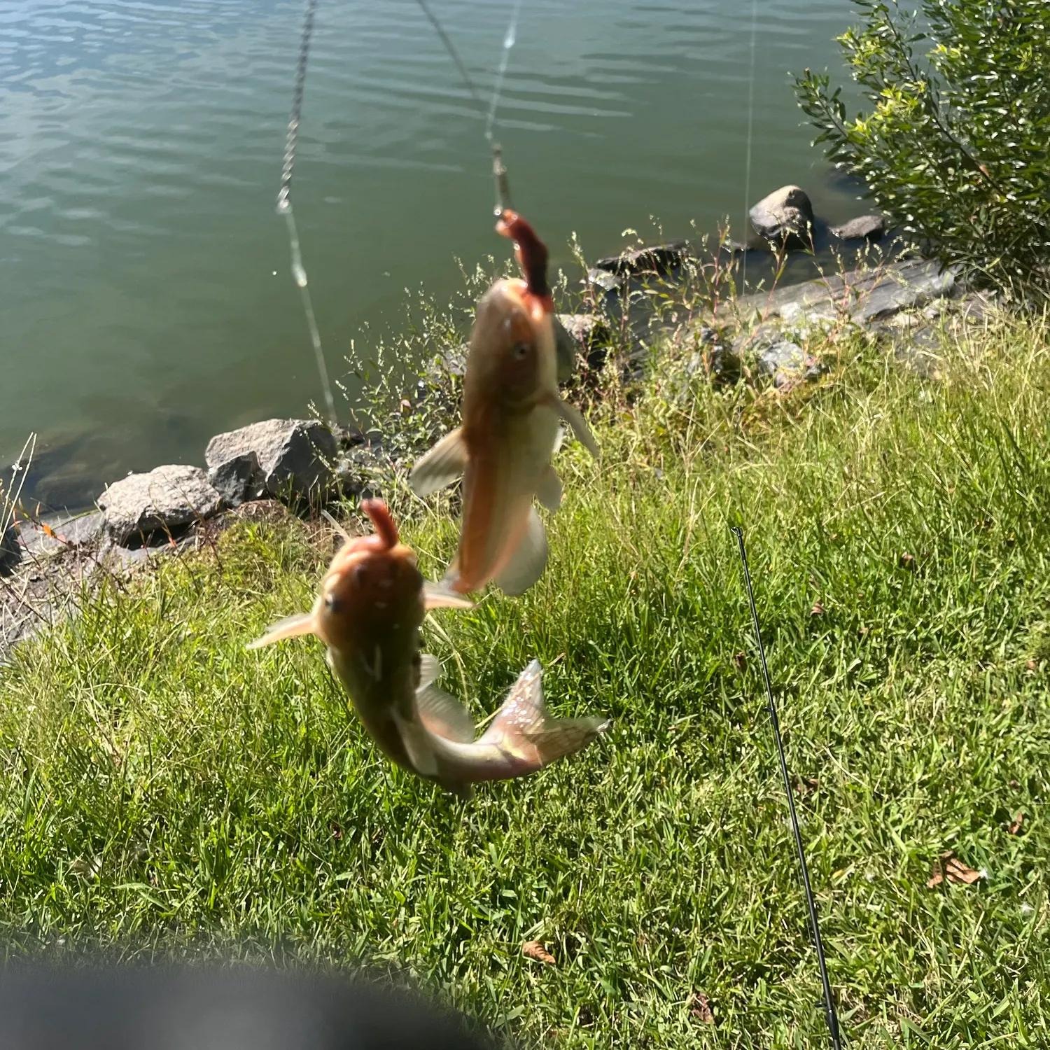 Yellow bullhead caught on Fishbrain