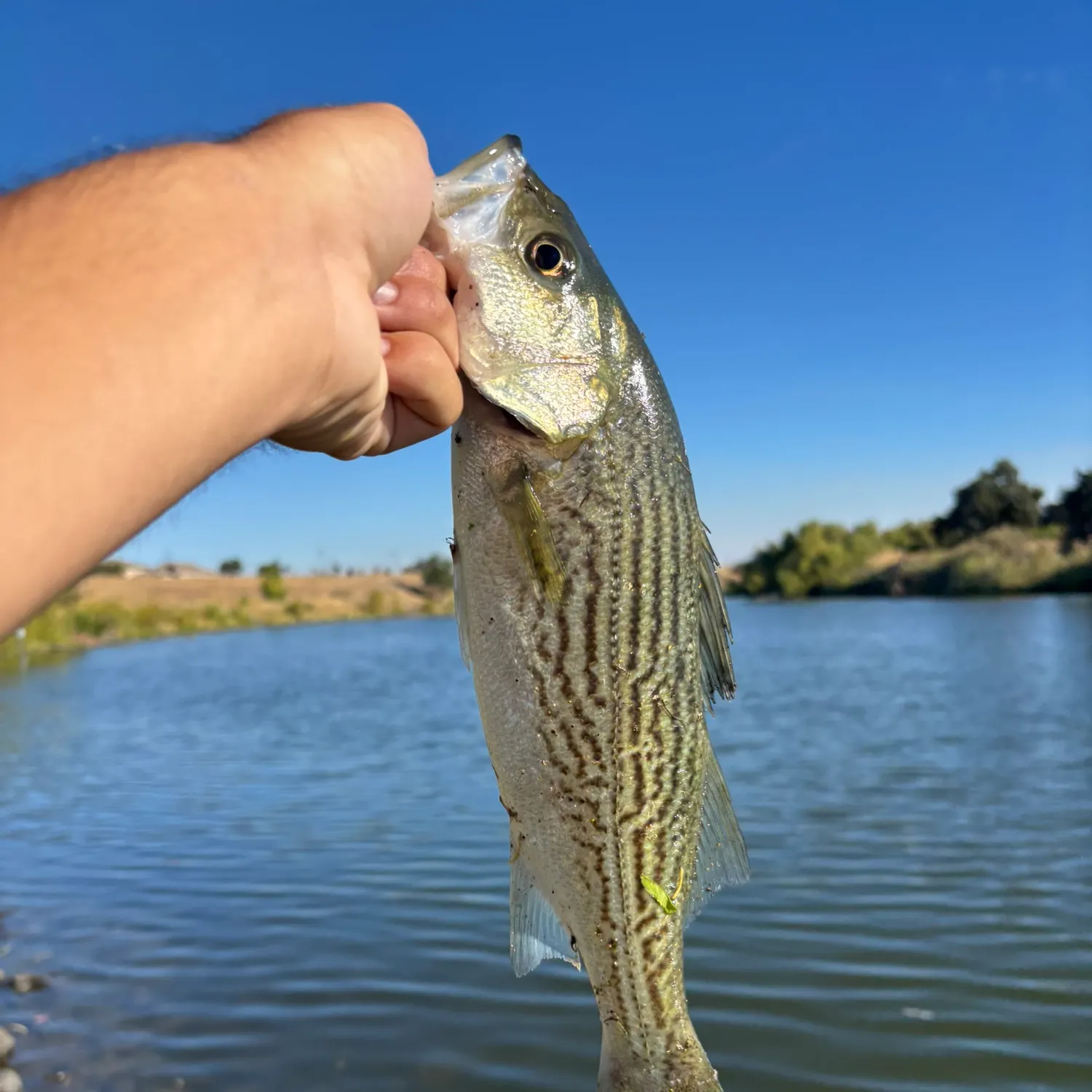 Striped bass caught on Fishbrain