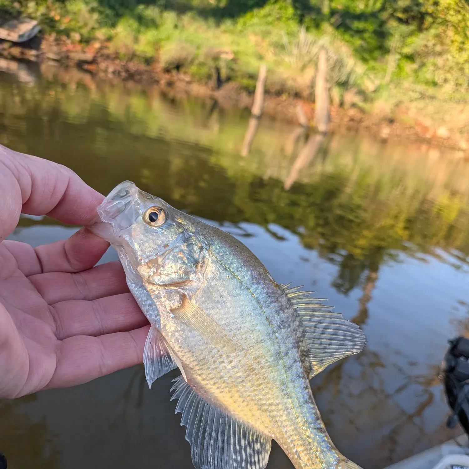 White crappie caught on Fishbrain