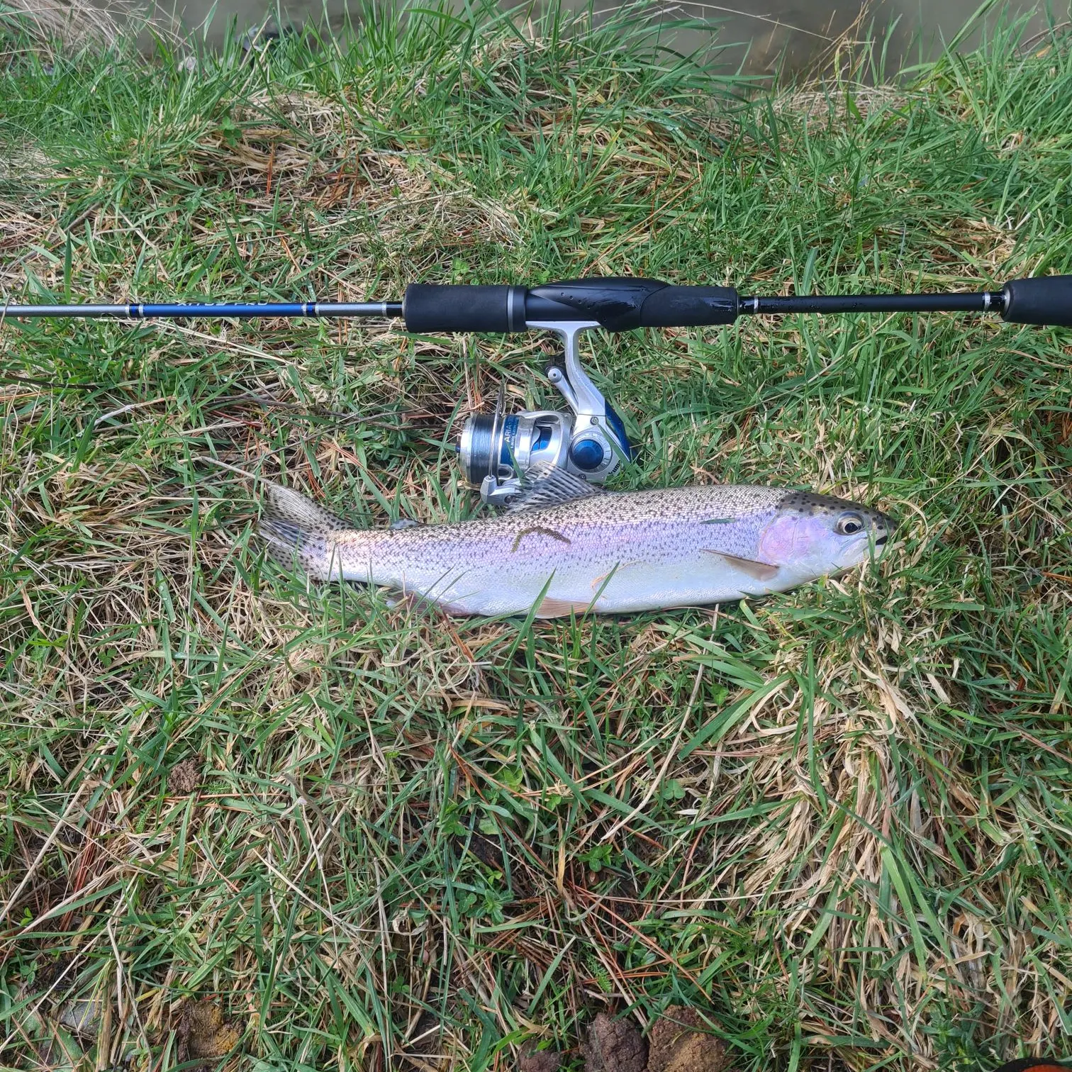 Rainbow trout caught on Fishbrain