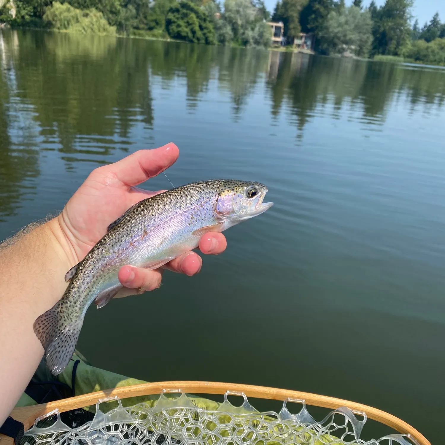 Rainbow trout caught on Fishbrain