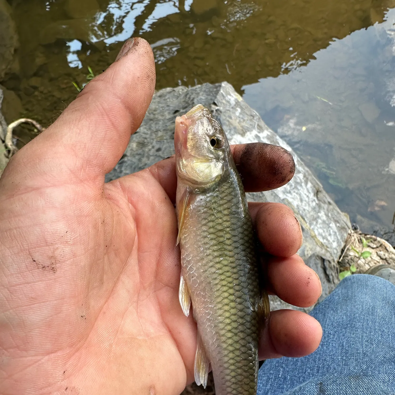 The most recent Hornyhead chub catches on Fishbrain