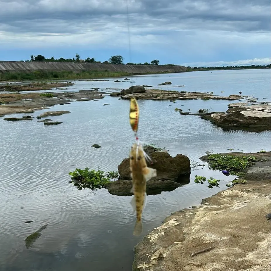 The most recent Golden tank goby catches on Fishbrain