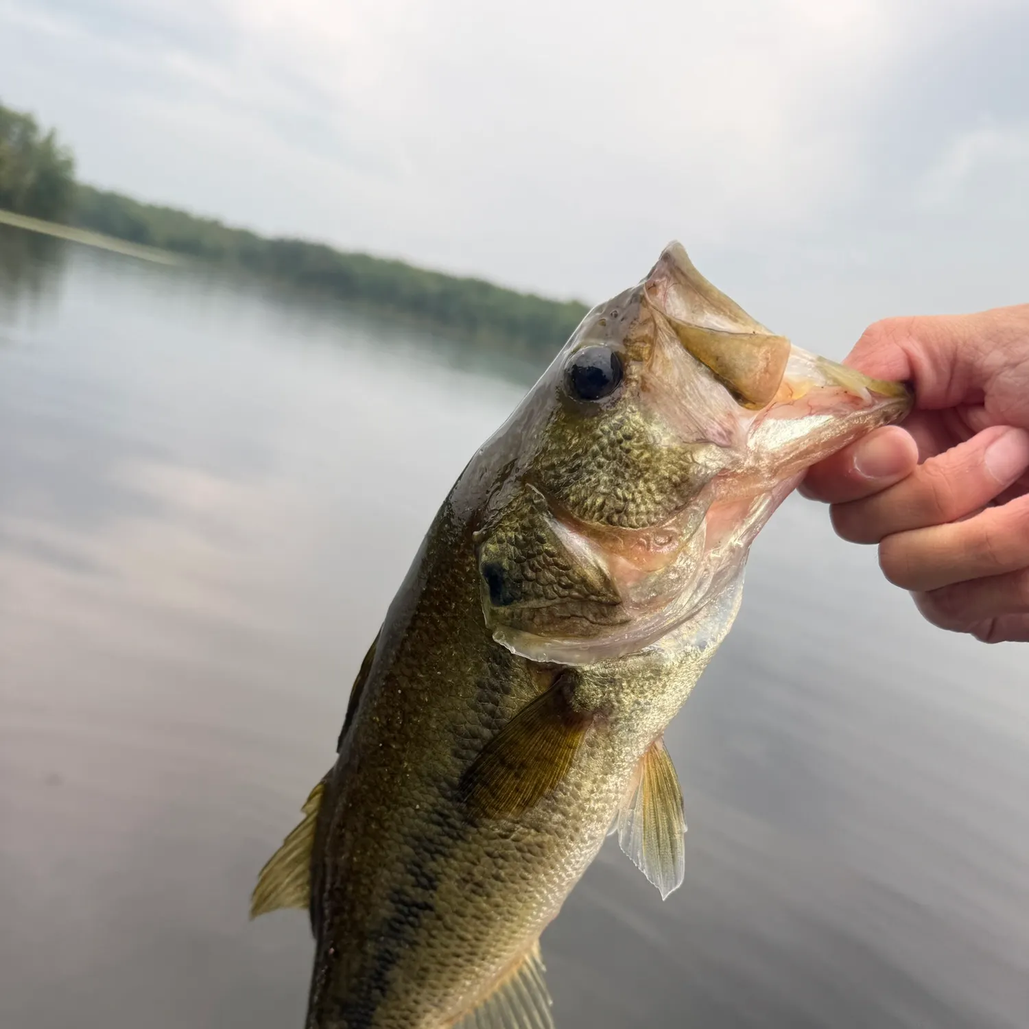 Largemouth bass caught on Fishbrain