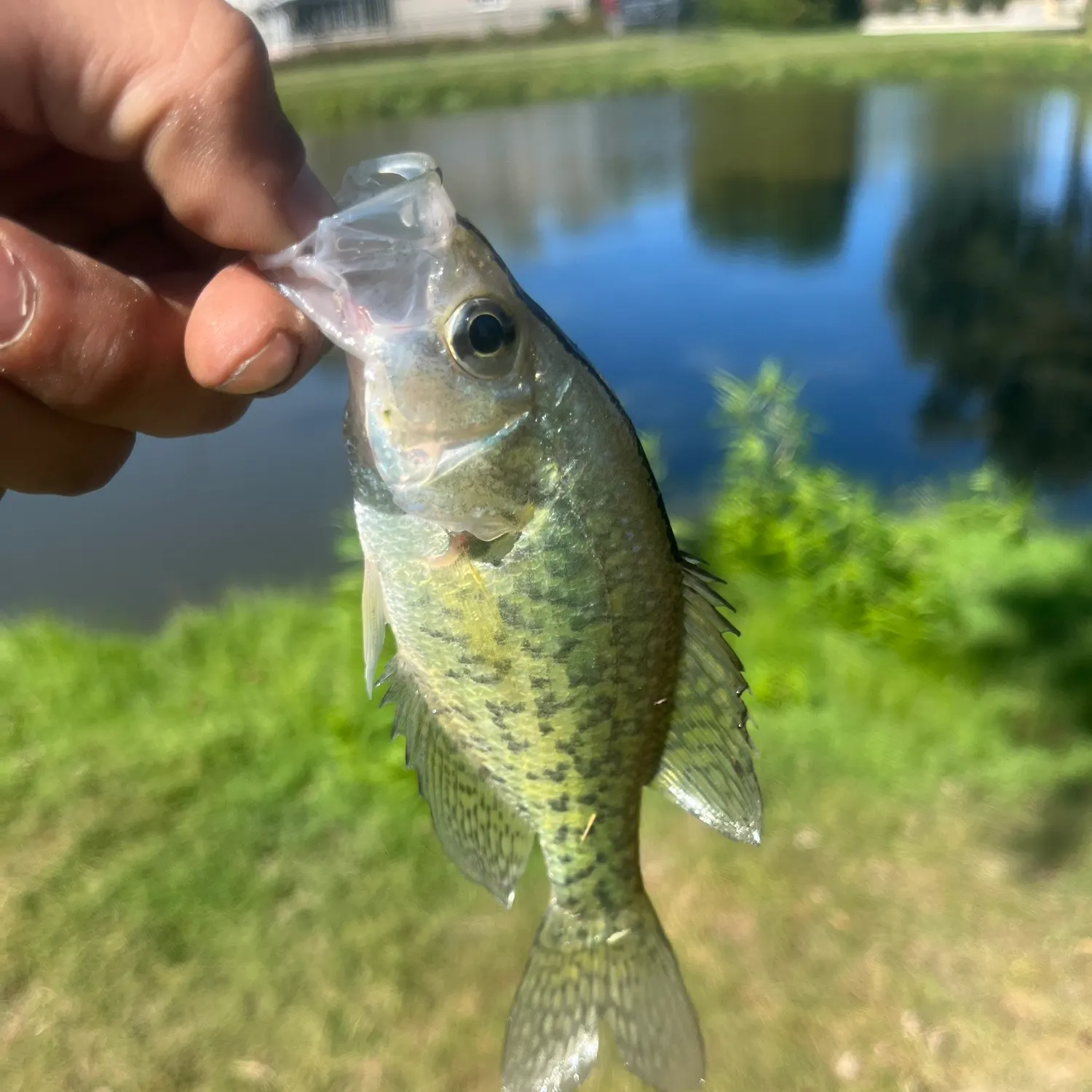 White crappie caught on Fishbrain