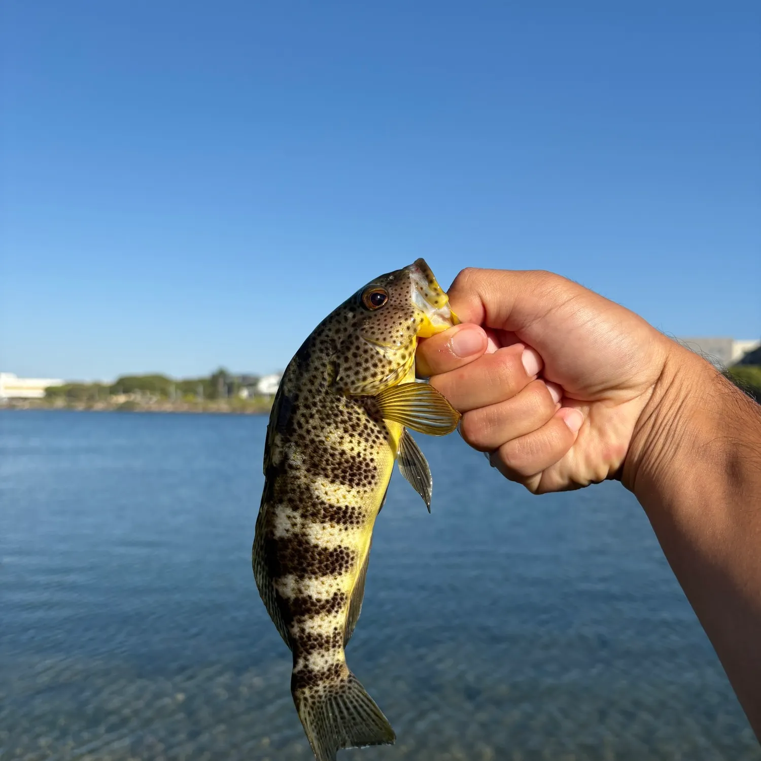 Spotted sand bass caught on Fishbrain