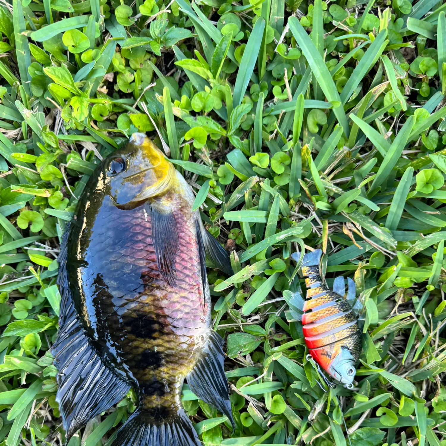 The most recent Spotted tilapia catches on Fishbrain