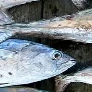 The most recent Palometa catches on Fishbrain