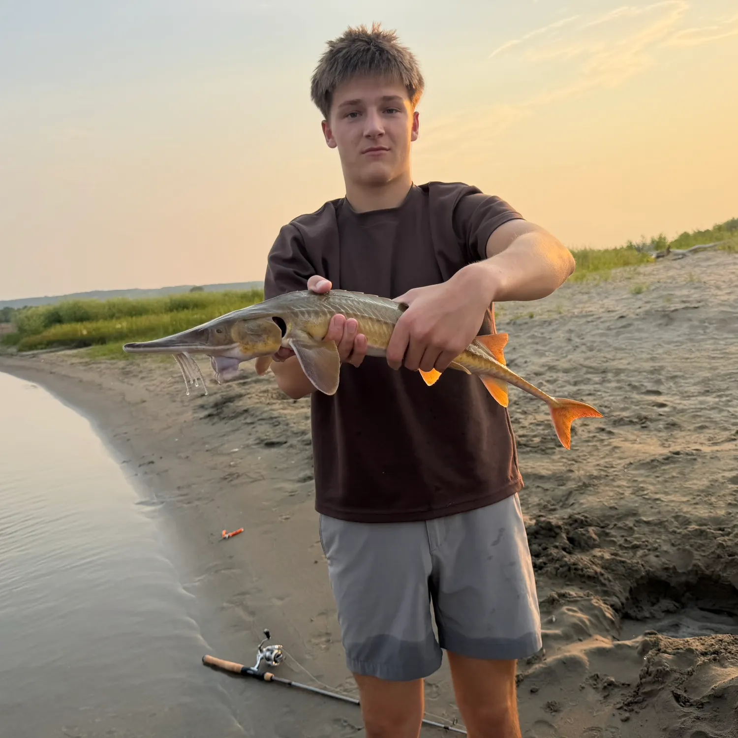The most recent Shovelnose sturgeon catches on Fishbrain