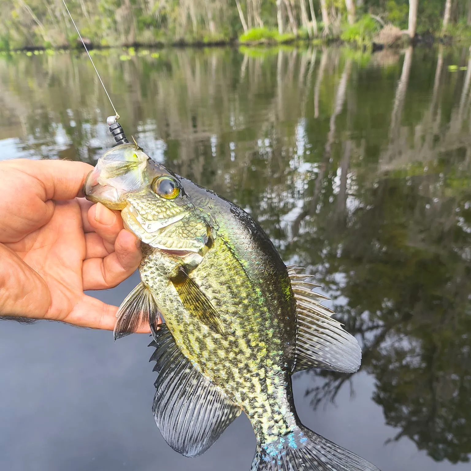 Black crappie caught on Fishbrain