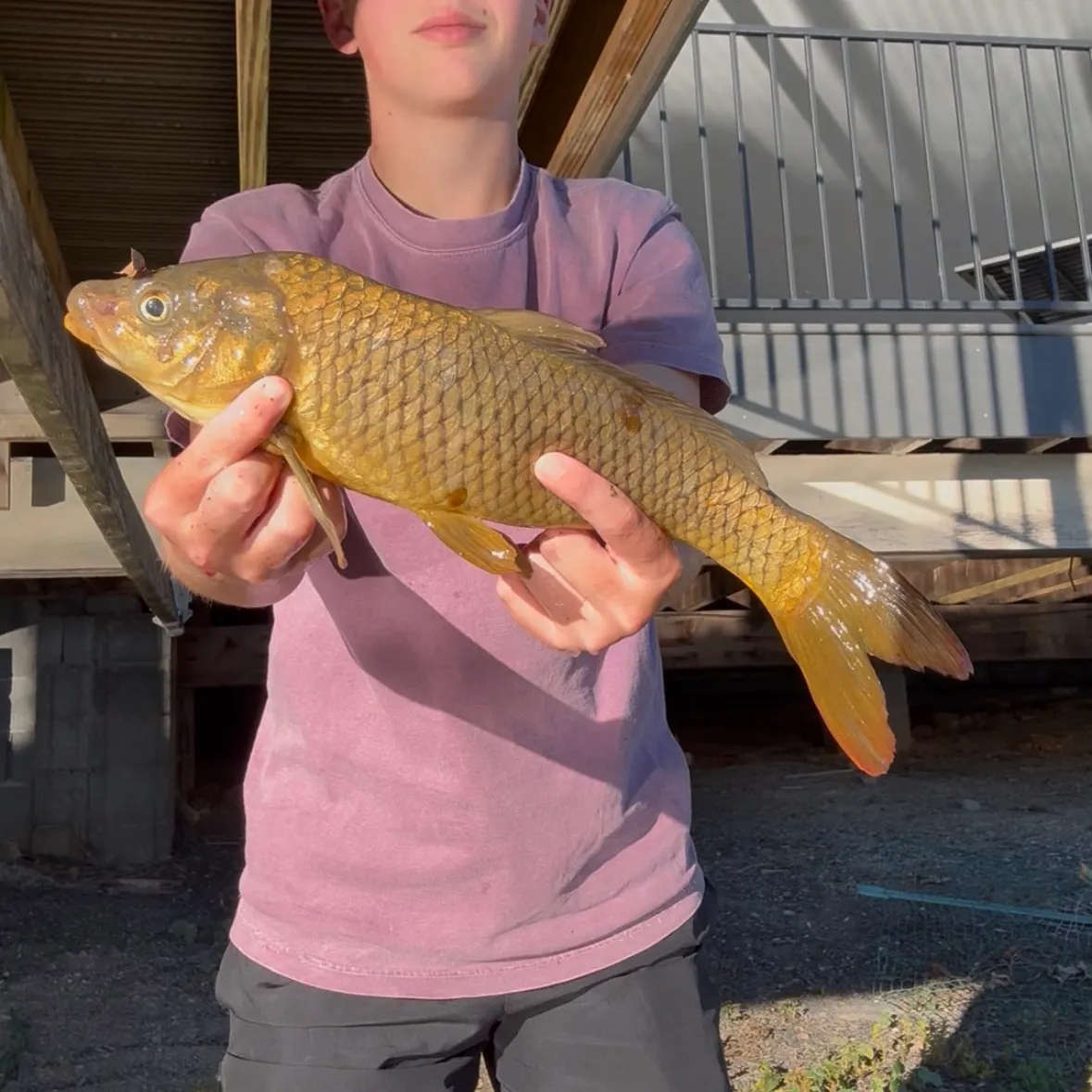 Common carp caught on Fishbrain