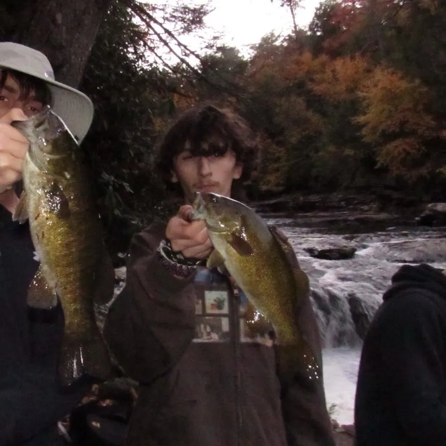 Smallmouth bass caught on Fishbrain