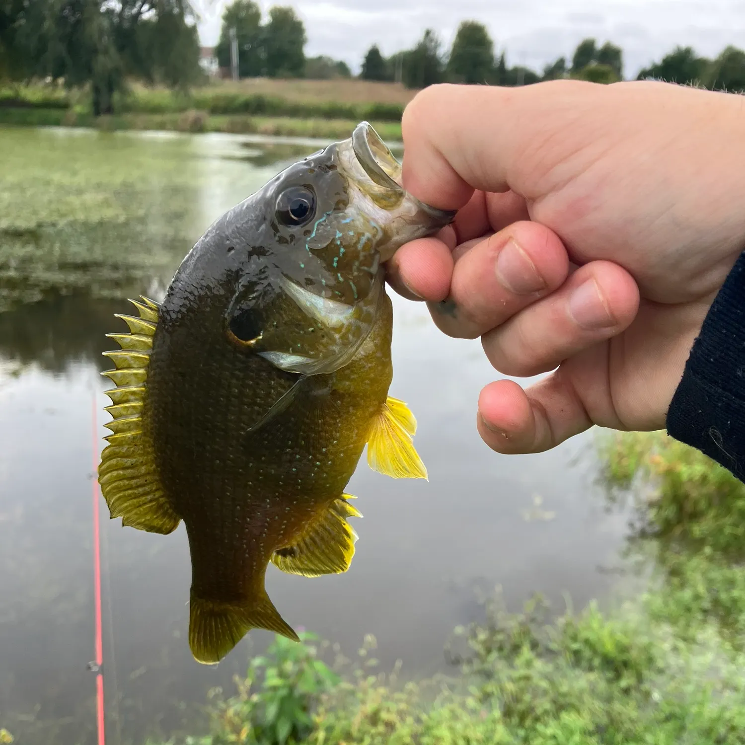 Green sunfish caught on Fishbrain