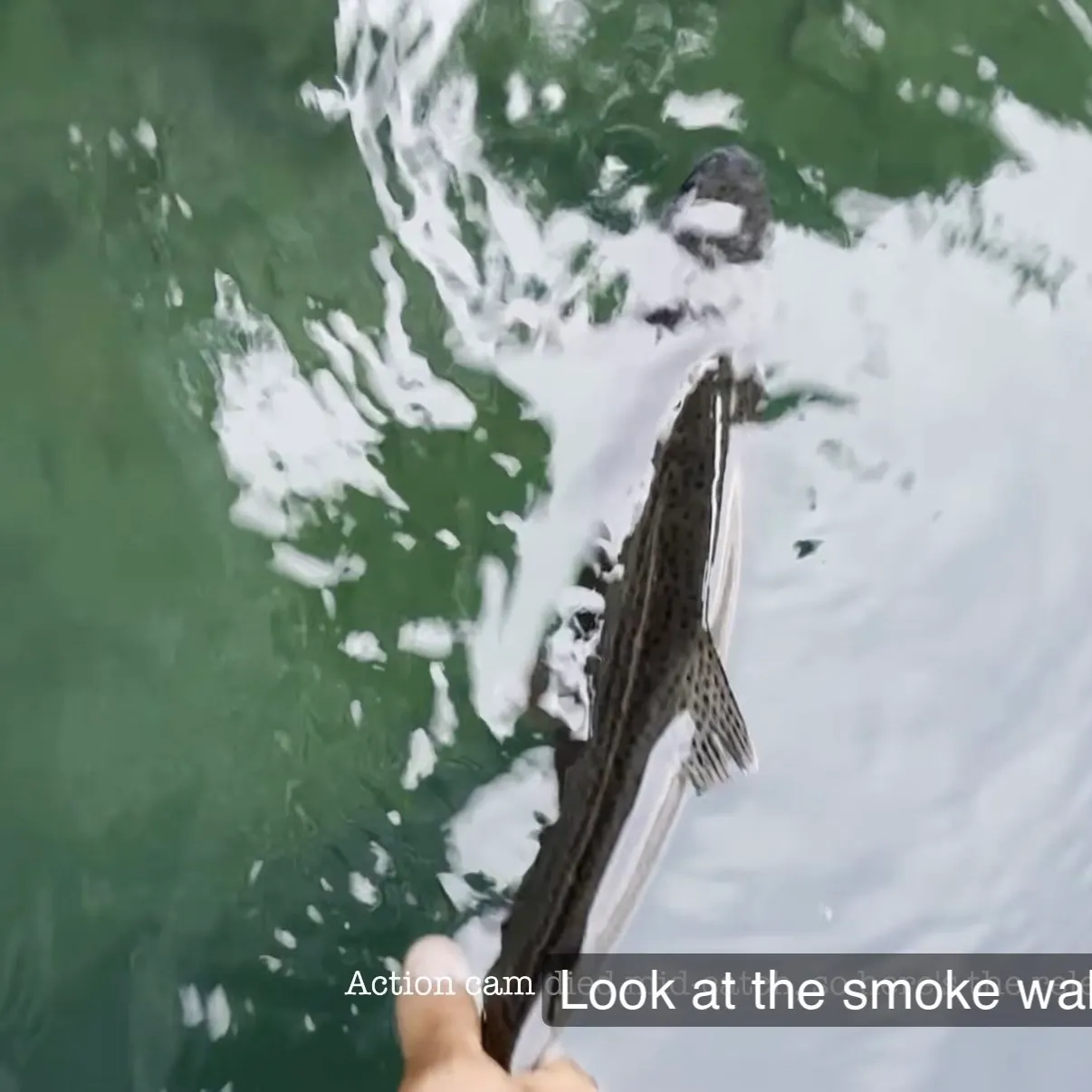 Rainbow trout caught on Fishbrain