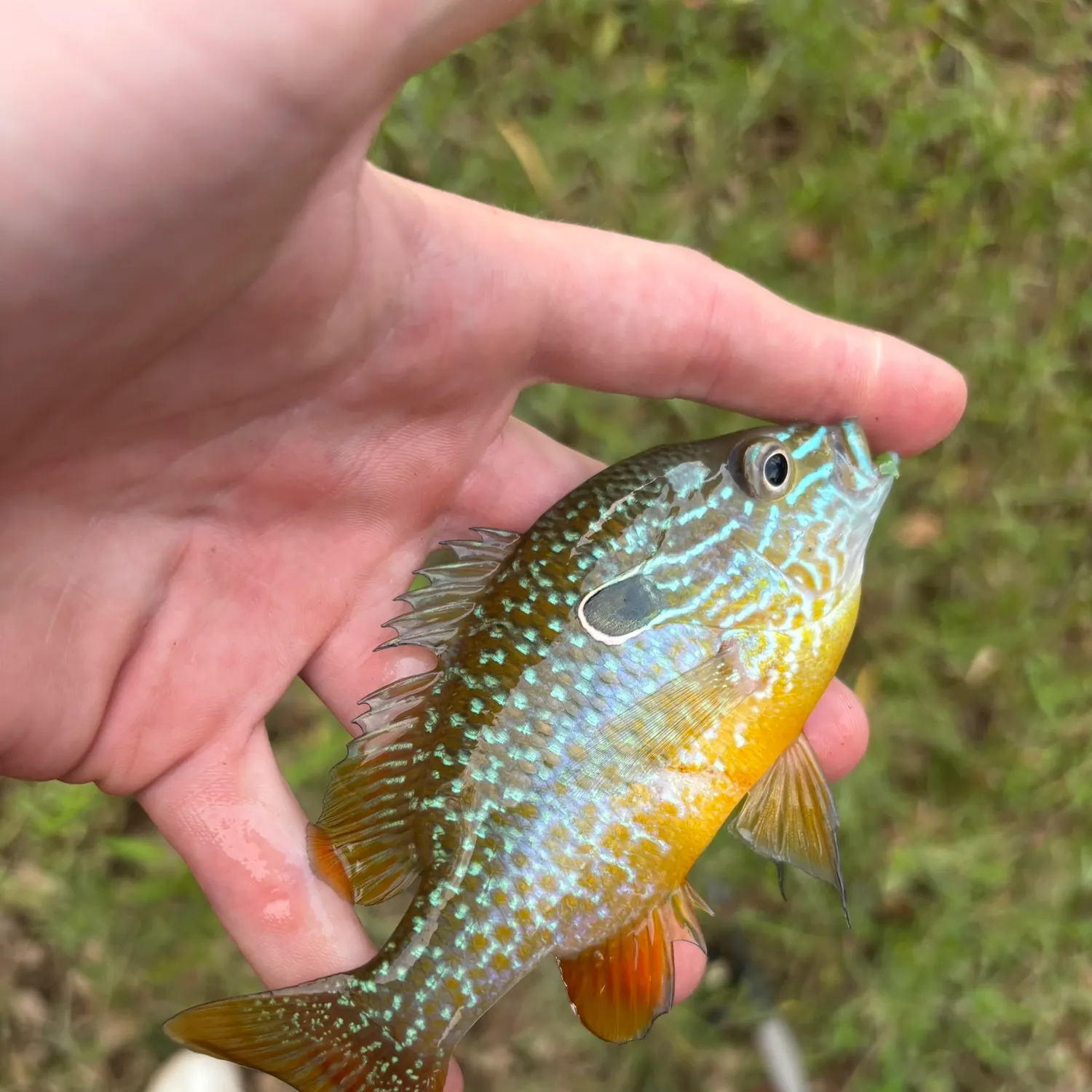 Longear sunfish caught on Fishbrain
