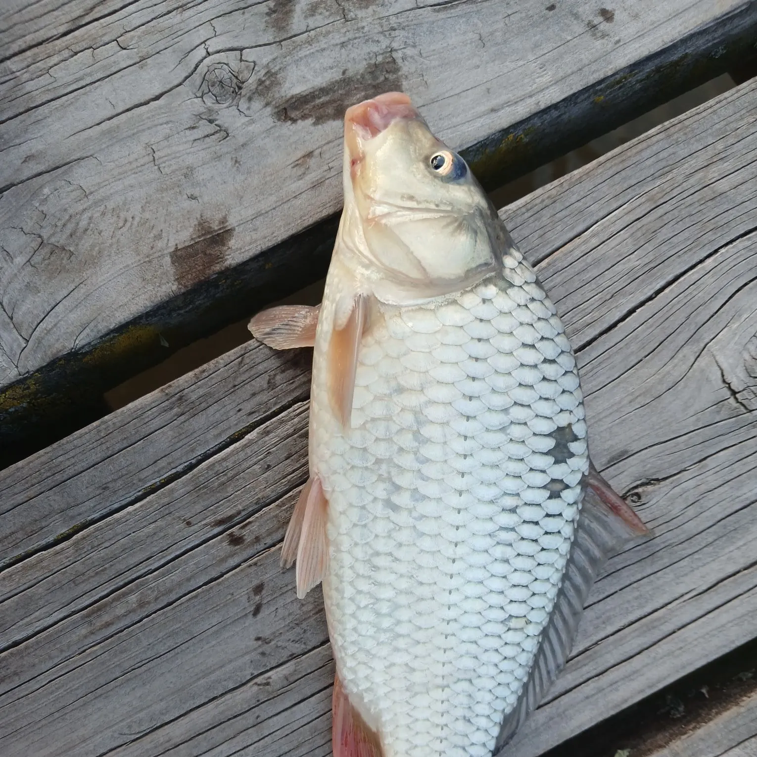 Common carp caught on Fishbrain