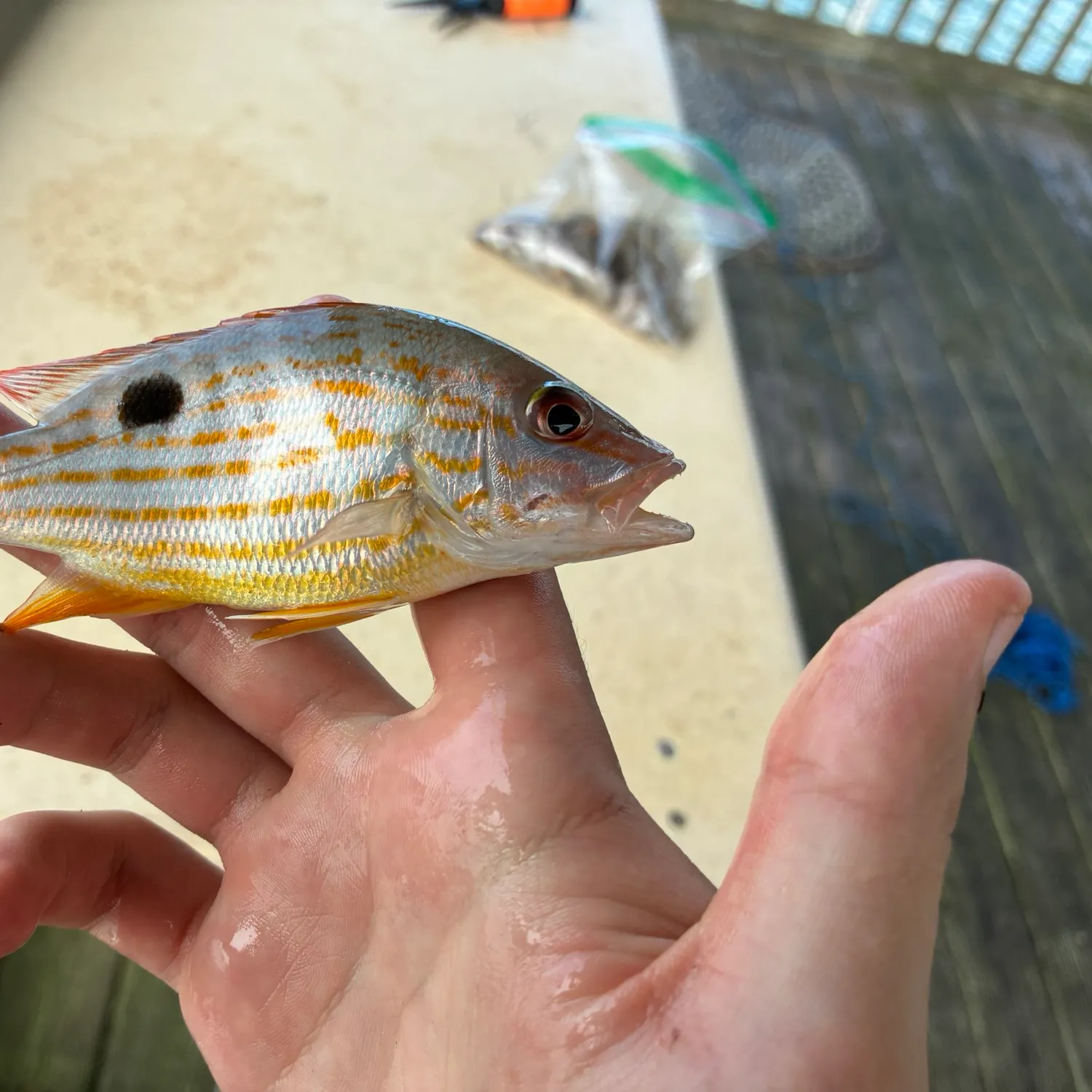 Lane snapper caught on Fishbrain