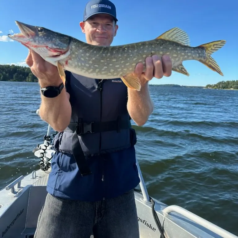 Northern pike caught on Fishbrain