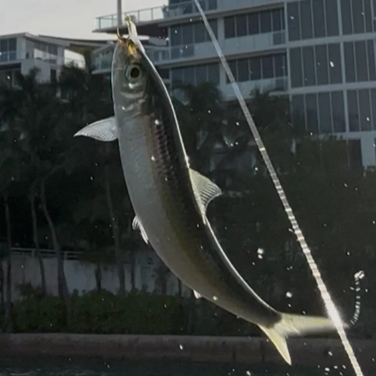 The most recent Round sardinella catches on Fishbrain