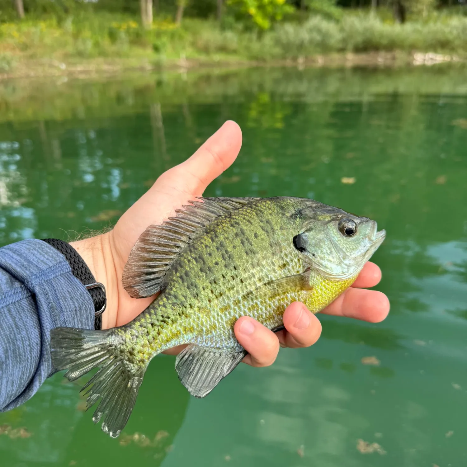 Bluegill caught on Fishbrain