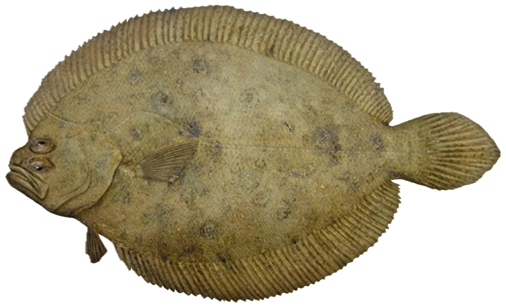 Largetooth flounder