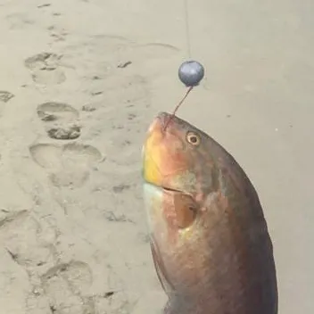 The most recent Rock wrasse catches on Fishbrain