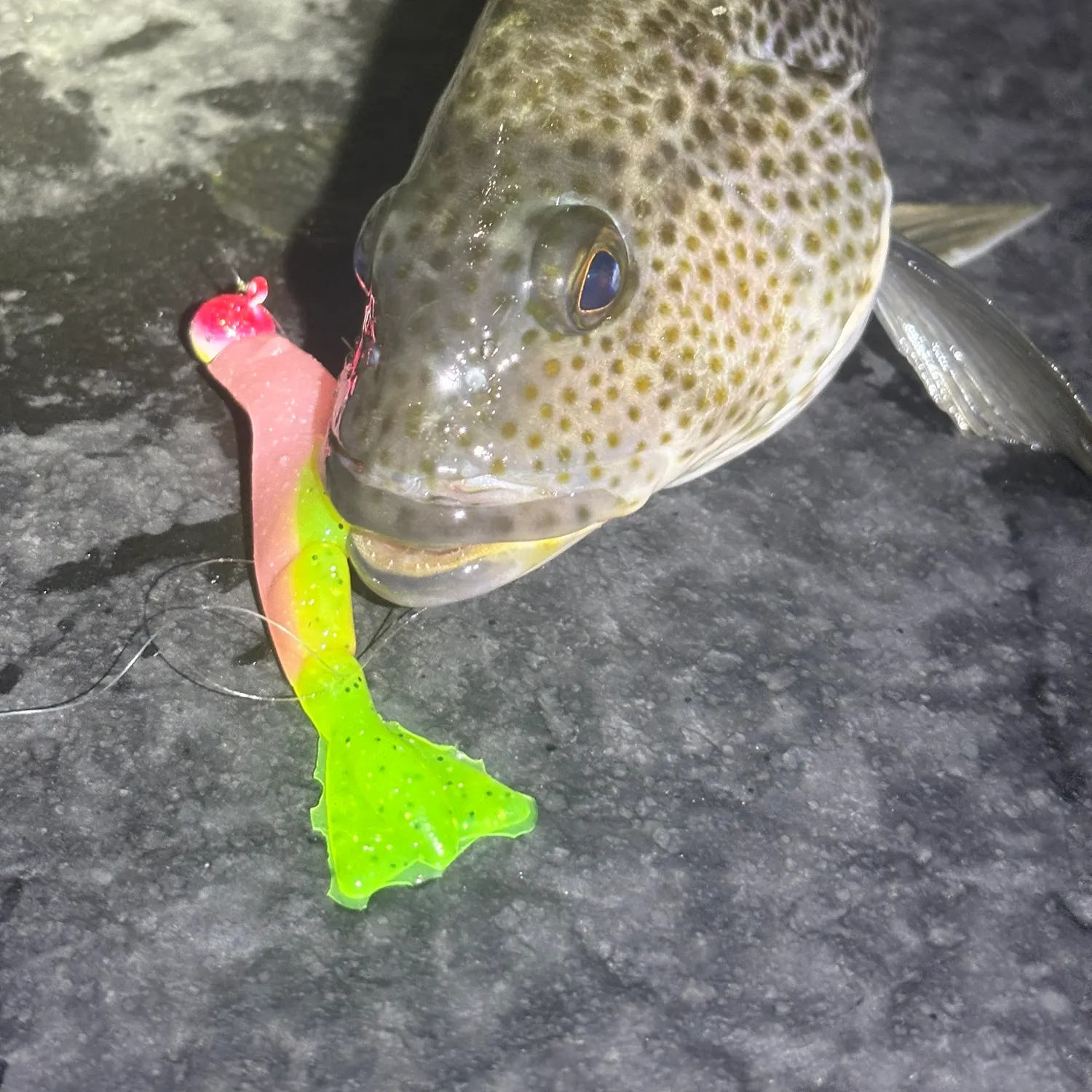 The most recent Spotted sand bass catches on Fishbrain