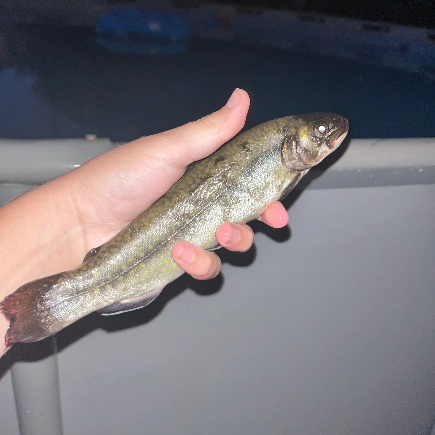 Brook trout caught on Fishbrain