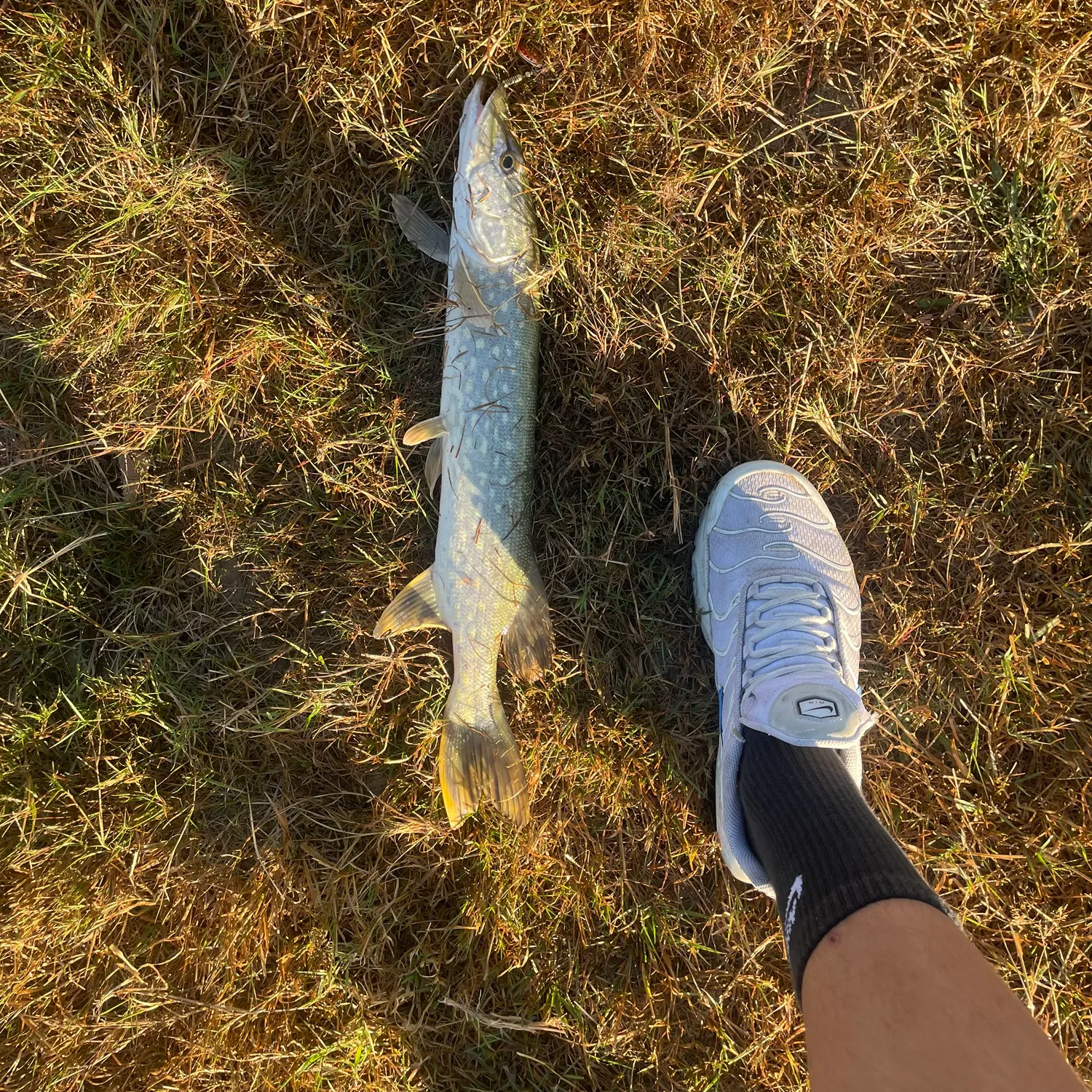 Northern pike caught on Fishbrain