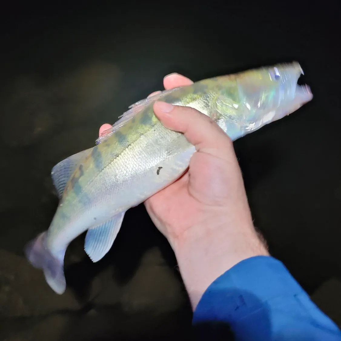 Zander caught on Fishbrain