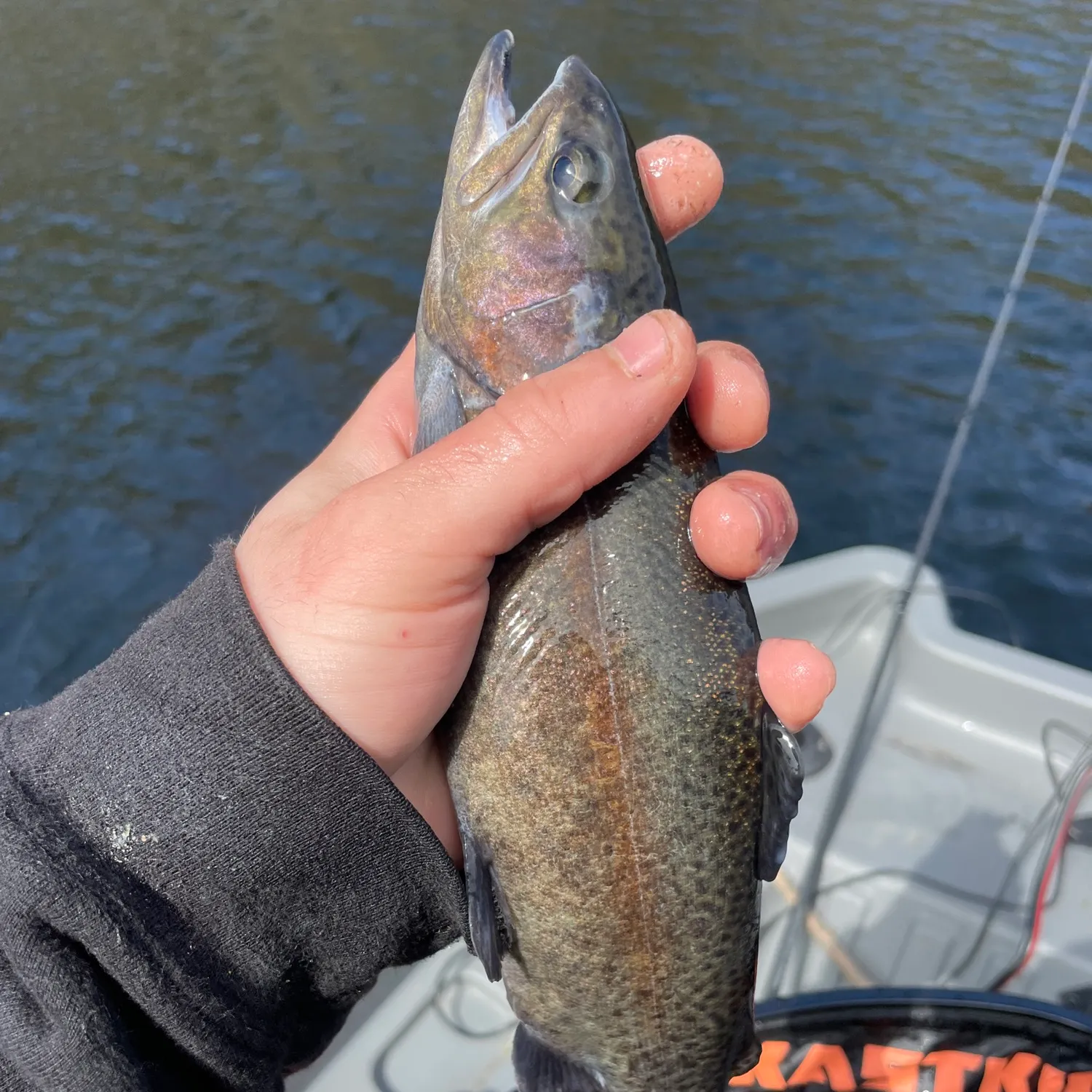 The most recent Rainbow trout catches on Fishbrain