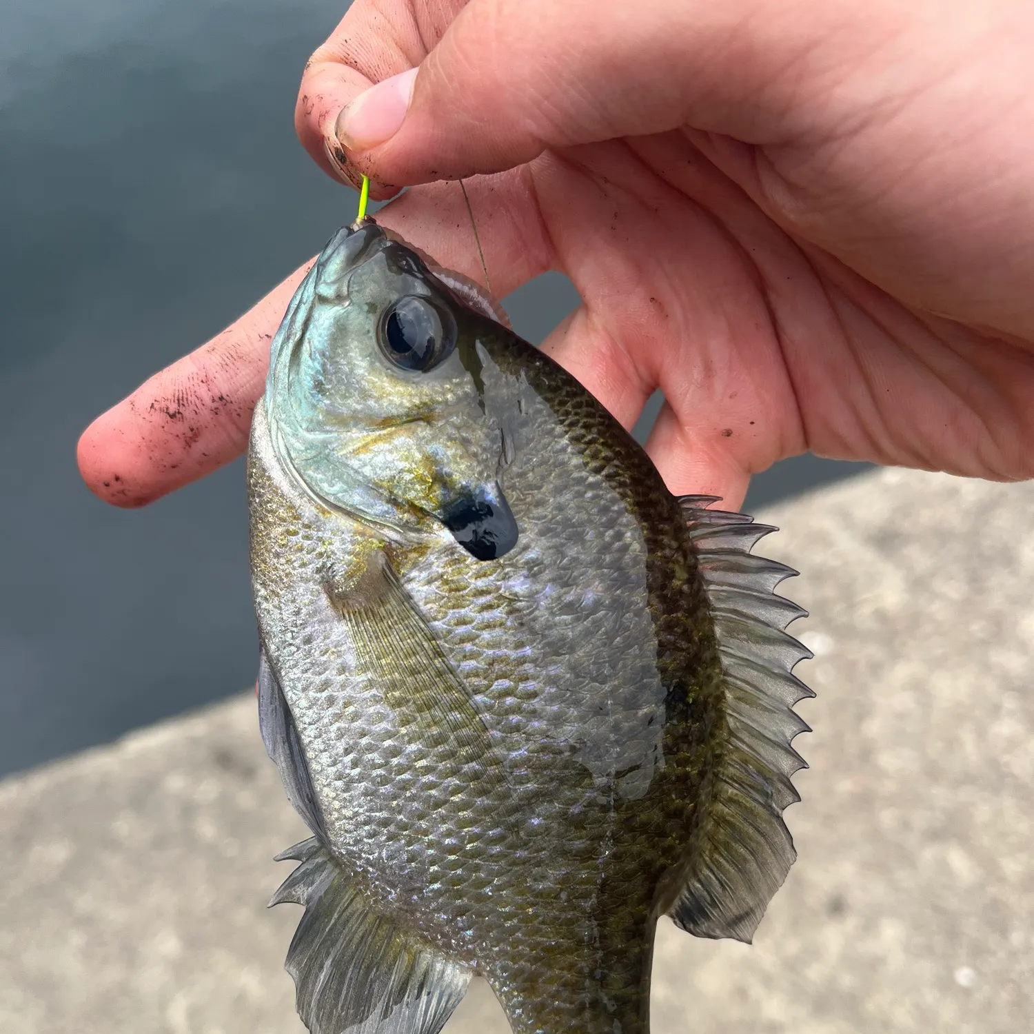 Bluegill caught on Fishbrain