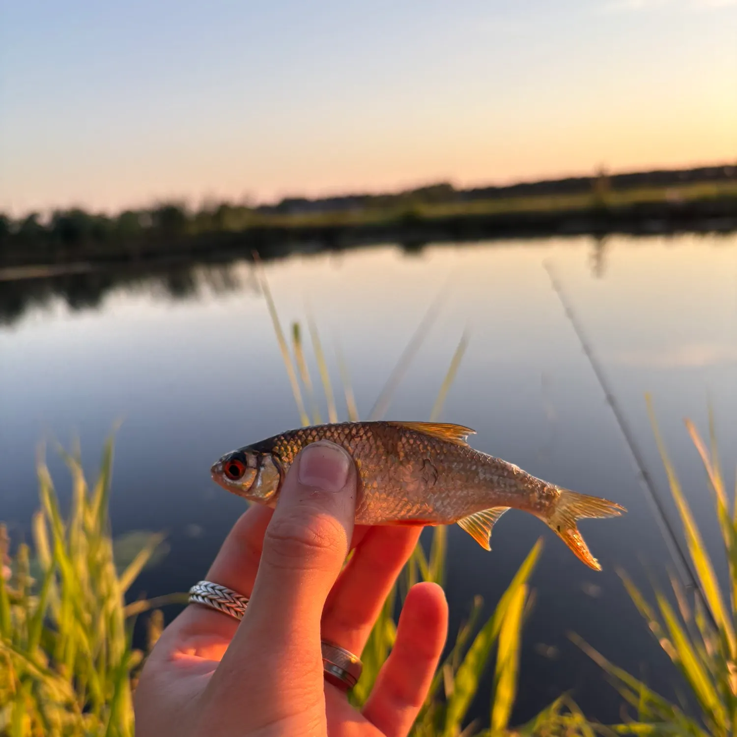 Common roach caught on Fishbrain