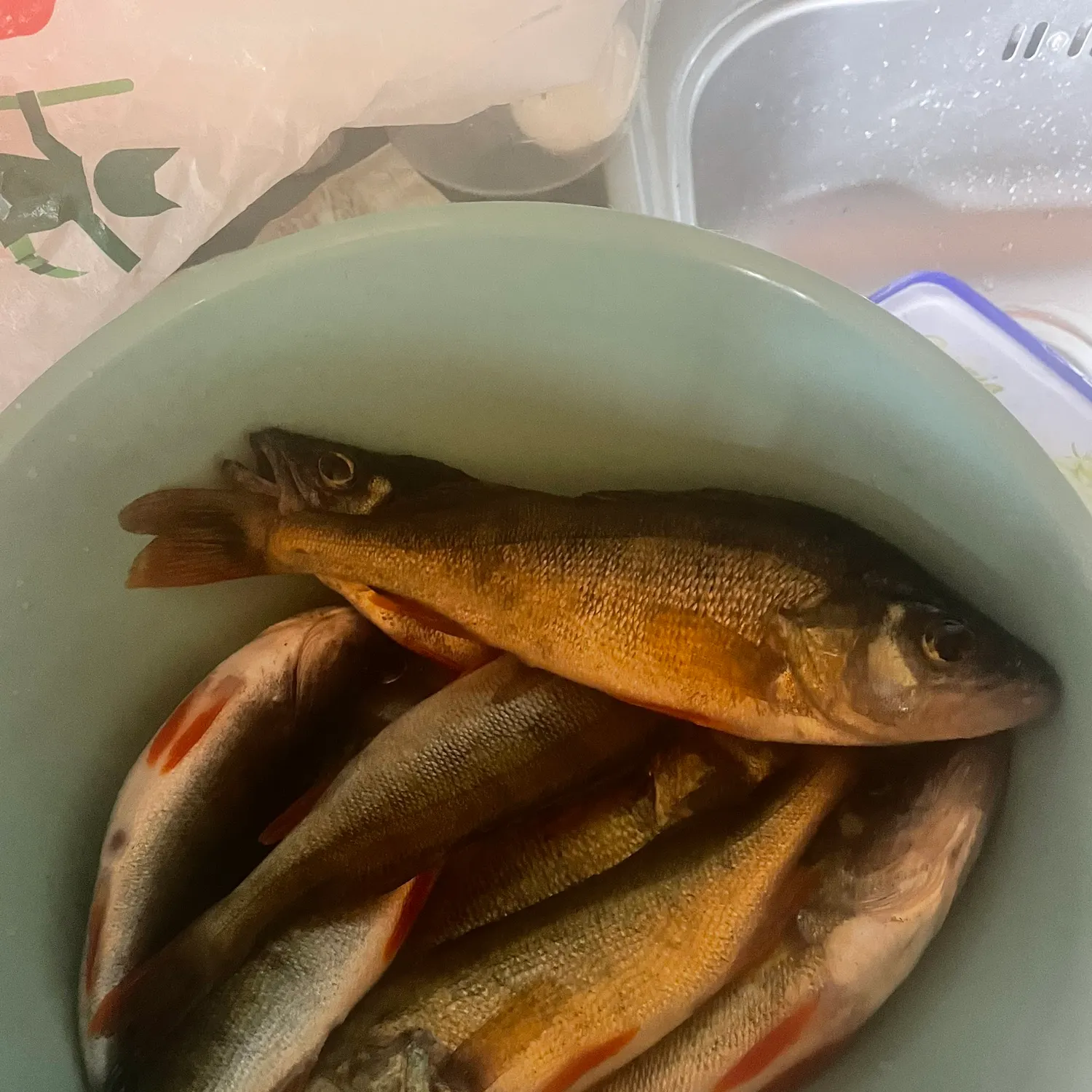 European perch caught on Fishbrain