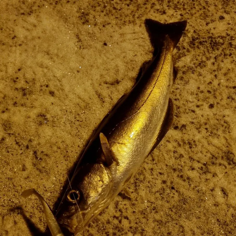 The most recent Pollack catches on Fishbrain