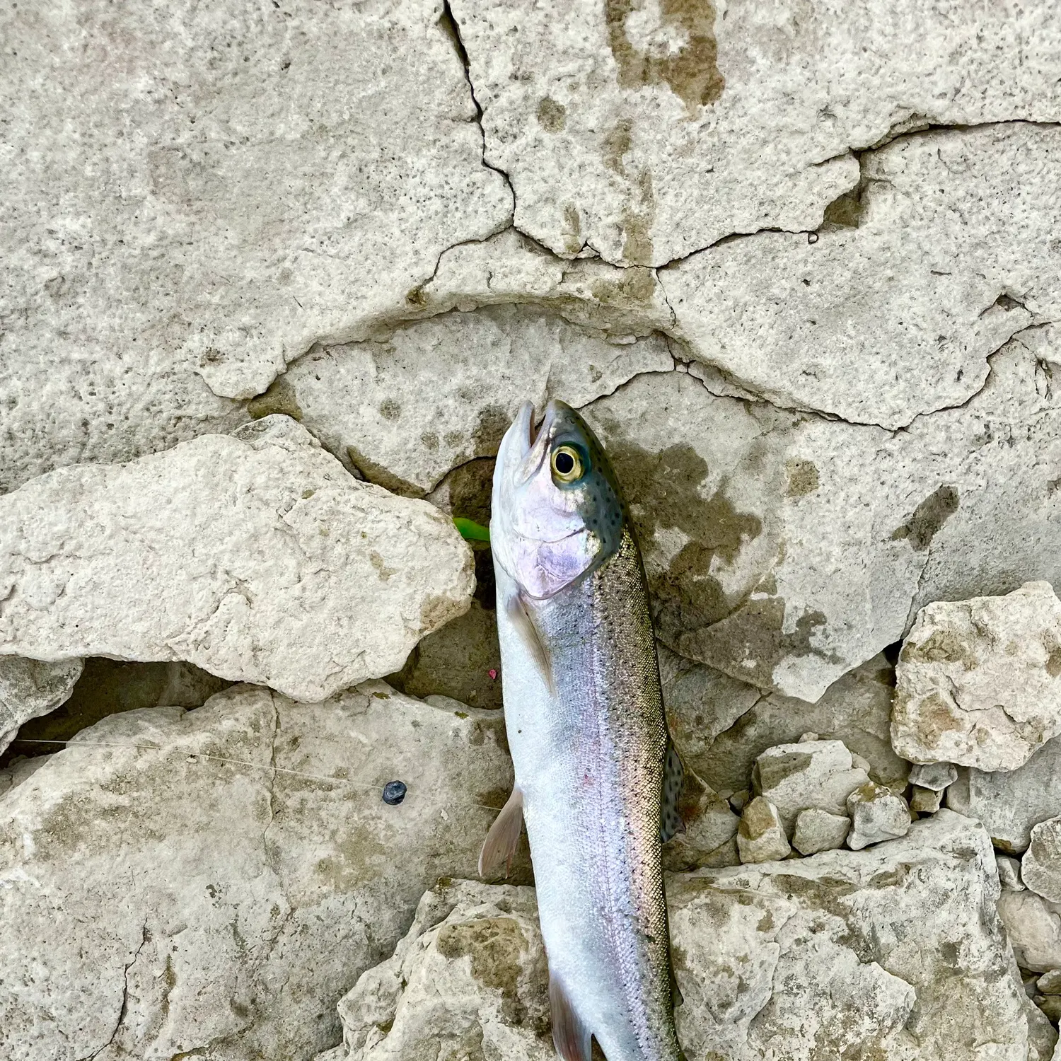 Rainbow trout caught on Fishbrain