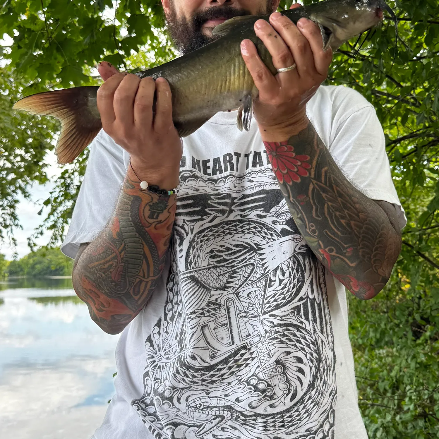 Channel catfish caught on Fishbrain