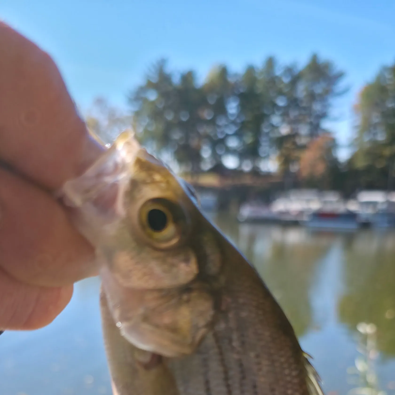 Wiper caught on Fishbrain