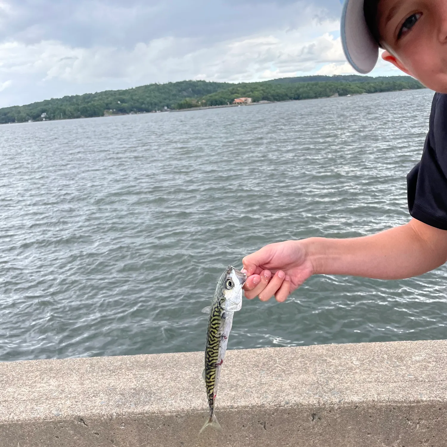 Atlantic mackerel caught on Fishbrain