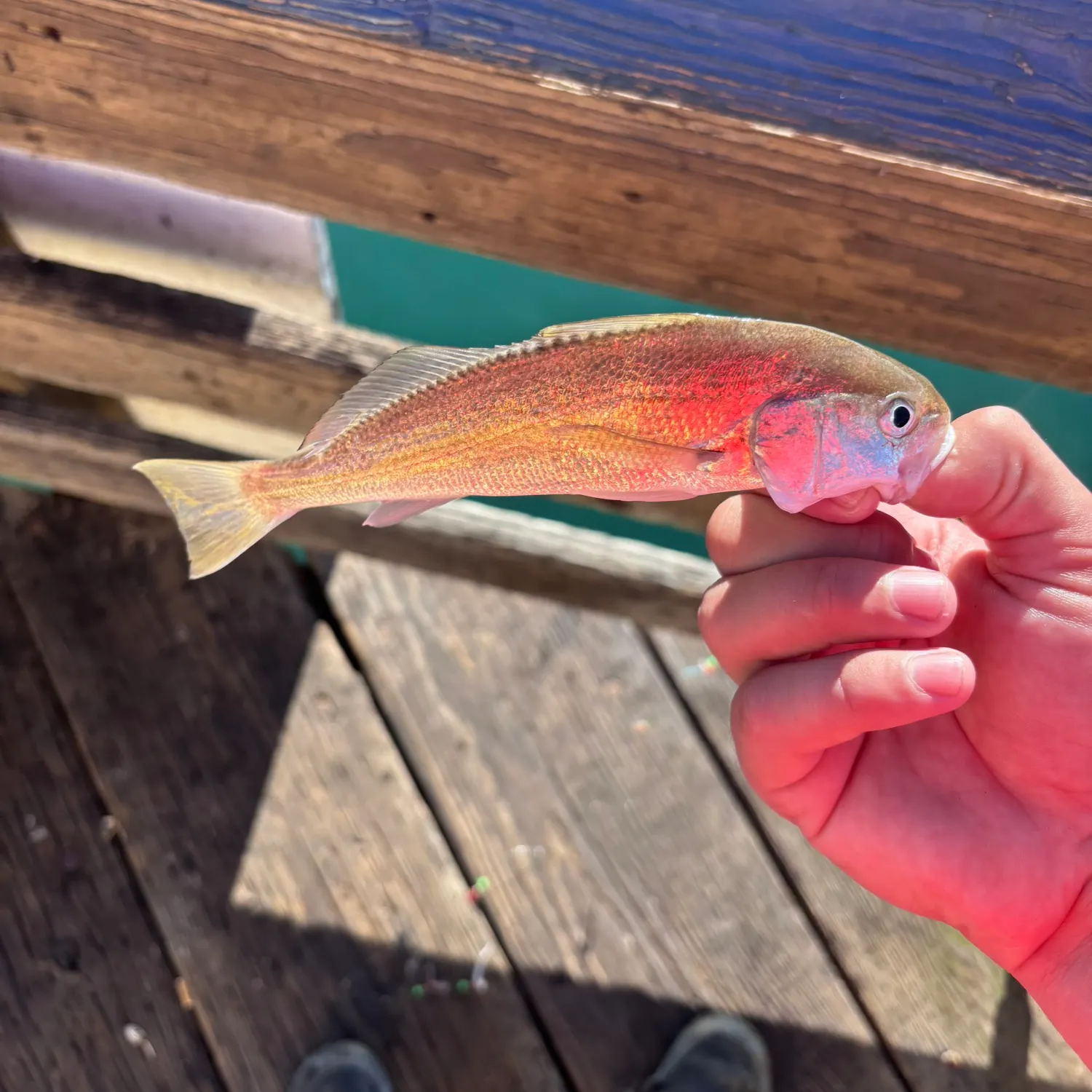 The most recent White croaker catches on Fishbrain