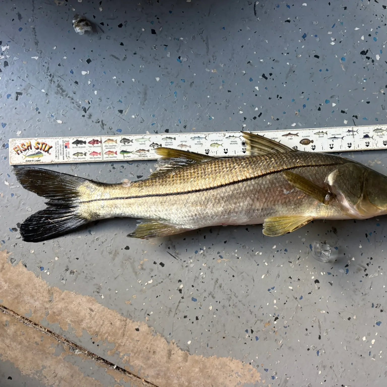 The most recent Fat snook catches on Fishbrain