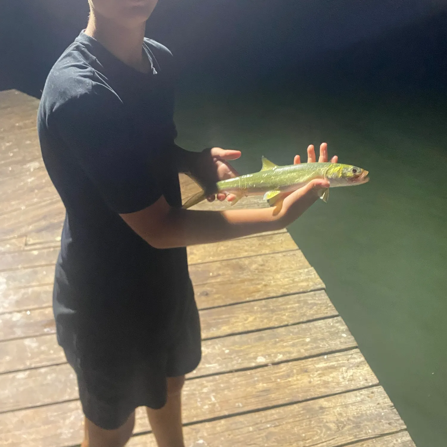 Ladyfish caught on Fishbrain