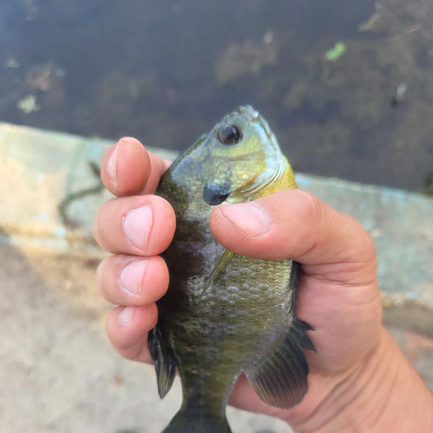 Bluegill caught on Fishbrain
