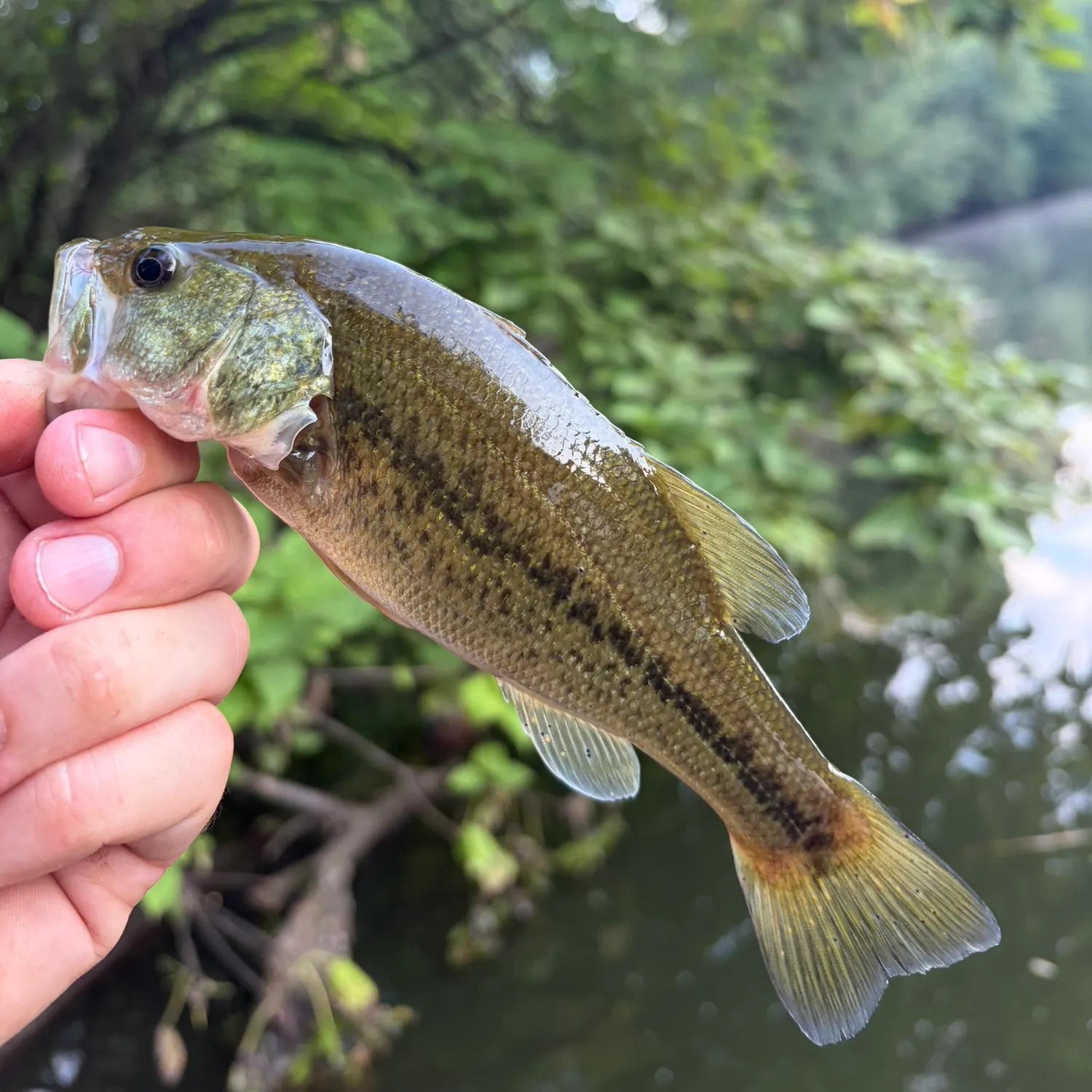 Largemouth bass caught on Fishbrain