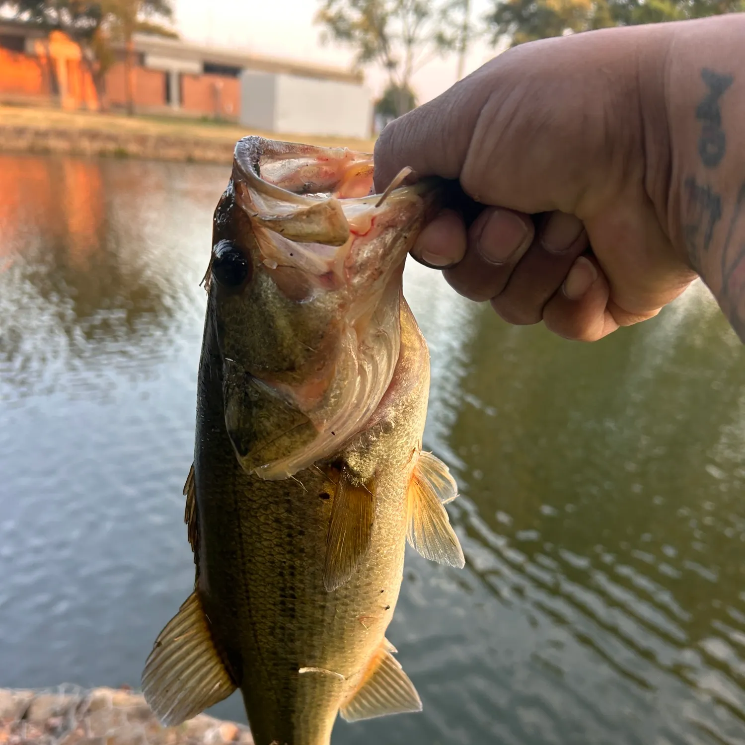 Largemouth bass caught on Fishbrain