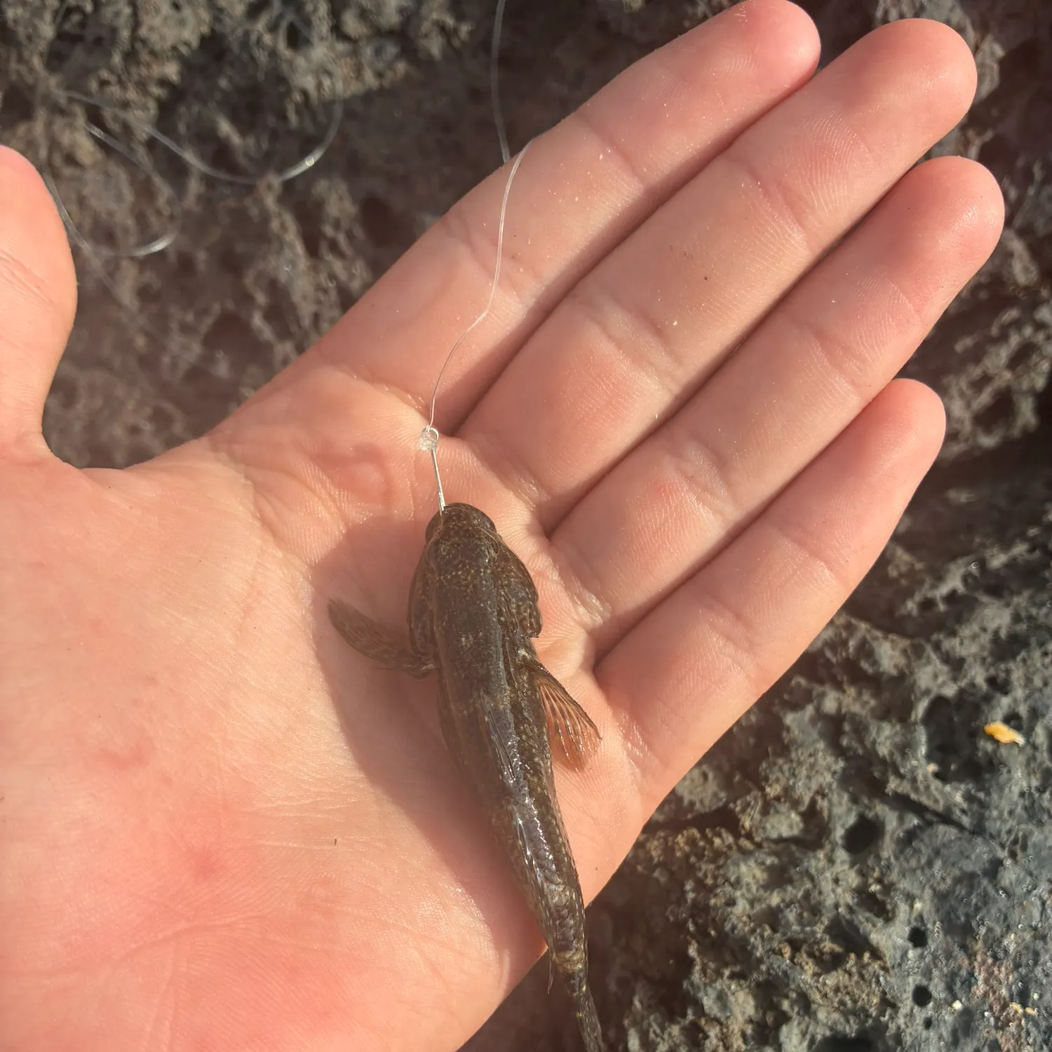 The most recent Common logperch catches on Fishbrain